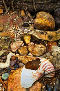 nf328. Nautilus Tide Artcard