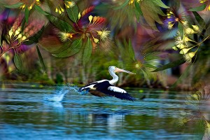 nf324c. Pelican Flight Artcard