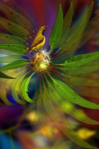 nf337b. Flowering Sunbird Artcard