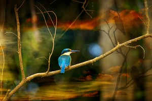 nf342a. Sacred Kingfisher Artcard