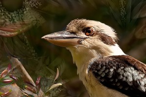 nf345a. Kookaburra artcard