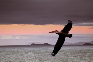 nf350b. Pelican Flight Artcard