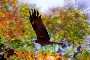 nf272. Flying Artcard