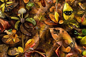nf286. Matter of Leaf Artcard