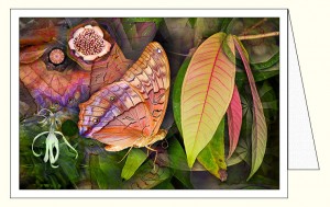 nf369_flutterby_leaf_wo