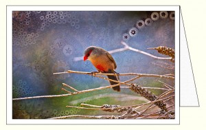 nf377_thinking_finch_wo