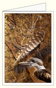 nf381_kookaburra_sands_wo