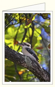 nf382_kookaburra_sands_wo