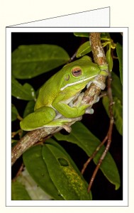 nf387a_white_lipped_treefrog_wo