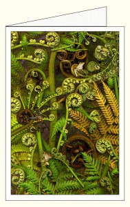 nf388a_green_treefern_wo