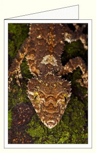 nf393_leaf_tailed_gecko_wo