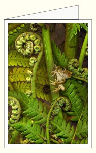 _wnf388f_treefern_frog_wo